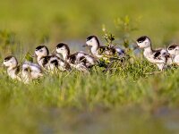 Row of cute Shelduck ducklings running in a row  Row of cute Shelduck ducklings running in a row through grass of wetland nature reserve : Netherlands, Tadorna, adorable, animal, background, beak, bird, cheerful, chick, child, comical, common, cute, desert, duck, duckling, ducklings, dutch, environment, europe, european, family, fauna, food, funny, goose, green, happy, holland, kid, love, marsh, migratory, natural, nature, playful, row, run, running, sea, shelduck, small, swamp, sweet, wadden, water, waterbird, waterfowl, wildlife, young