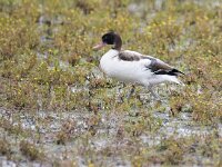 Tadorna tadorna 108, Bergeend, juvenile, Saxifraga-Theo Verstrael