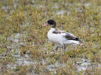 Tadorna tadorna 109, Bergeend, juvenile, Saxifraga-Theo Verstrael