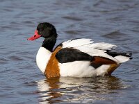 Tadorna tadorna 84, Bergeend, Saxifraga-Bart Vastenhouw