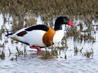 Tadorna tadorna 88, Bergeend, Saxifraga-Bart Vastenhouw