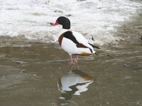 Tadorna tadorna 95, Bergeend, Saxifraga-Jan Nijendijk