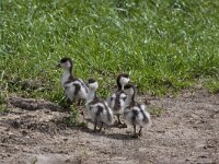 Tadorna tadorna 97, Bergeend, Saxifraga-Jan Nijendijk