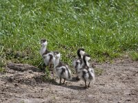 Tadorna tadorna 98, Bergeend, Saxifraga-Jan Nijendijk