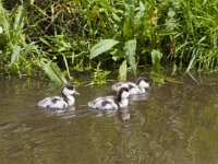 Tadorna tadorna 99, Bergeend, Saxifraga-Jan Nijendijk