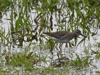 Tringa glareola 27, Bosruiter, Saxifraga-Luuk Vermeer