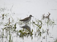 Tringa glareola 28, Bosruiter, Saxifraga-Luuk Vermeer