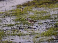 Tringa nebularia 15, Groenpootruiter, Saxifraga-Luuk Vermeer