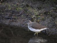 Tringa ochropus 11, Witgat, Saxifraga-Luuk Vermeer