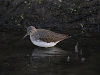 Tringa ochropus 13, Witgat, Saxifraga-Luuk Vermeer