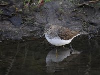 Tringa ochropus 19, Witgat, Saxifraga-Luuk Vermeer