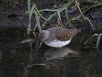 Tringa ochropus 22, Witgat, Saxifraga-Luuk Vermeer