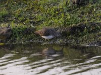 Tringa ochropus 27, Witgat, Saxifraga-Luuk Vermeer