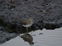 Tringa ochropus 32, Witgat, Saxifraga-Luuk Vermeer