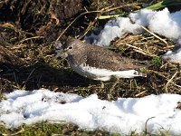 Tringa ochropus 33, Witgat, Saxifraga-Bart Vastenhouw