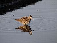 Tringa totanus 150, Tureluur, Saxifraga-Luuk Vermeer