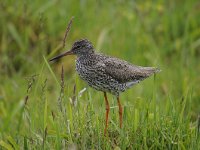 Tringa totanus 155, Tureluur, Saxifraga-Luuk Vermeer