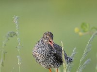 Tringa totanus 165, Tureluur, Saxifraga-Luuk Vermeer