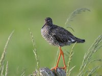 Tringa totanus 167, Tureluur, Saxifraga-Luuk Vermeer