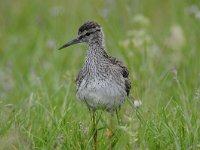 Tringa totanus 173, Tureluur, Saxifraga-Luuk Vermeer