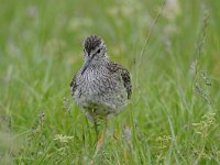 Tringa totanus 174, Tureluur, Saxifraga-Luuk Vermeer