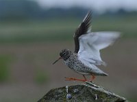 Tringa totanus 204, Tureluur, Saxifraga-Luuk Vermeer