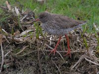 Tringa totanus 208, Tureluur, Saxifraga-Luuk Vermeer