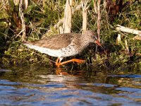 Tringa totanus 63, Tureluur, Saxifraga-Bart Vastenhouw