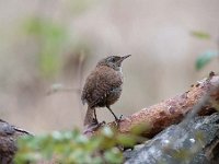 Troglodytes troglodytes 50, Winterkoning, Saxifraga-Luuk Vermeer