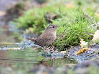 Troglodytes troglodytes 68, Winterkoning, Saxifraga-Luuk Vermeer