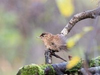 Troglodytes troglodytes 71, Winterkoning, Saxifraga-Luuk Vermeer