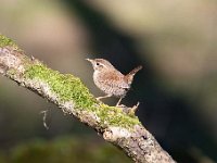 Troglodytes troglodytes 81, Winterkoning, Saxifraga-Luuk Vermeer