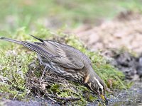 Turdus iliacus 16, Koperwiek, Saxifraga-Luuk Vermeer