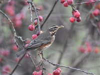 Turdus iliacus 24, Koperwiek, Saxifraga-Luuk Vermeer