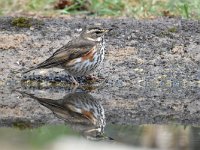 Turdus iliacus 27, Koperwiek, Saxifraga-Luuk Vermeer