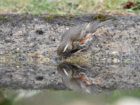 Turdus iliacus 28, Koperwiek, Saxifraga-Luuk Vermeer