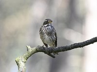 Turdus iliacus 36, Koperwiek, Saxifraga-Luuk Vermeer