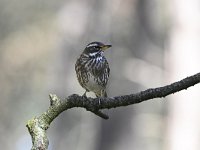 Turdus iliacus 37, Koperwiek, Saxifraga-Luuk Vermeer