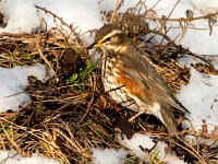 Turdus iliacus 44, Koperwiek, Saxifraga-Bart Vastenhouw