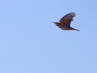 Turdus iliacus 49, Koperwiek, Saxifraga-Mark Zekhuis