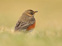 Turdus iliacus 51, Koperwiek, Saxifraga-Tom Heijnen