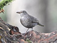 Turdus merula 105, Merel, Saxifraga-Luuk Vermeer