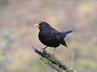 Turdus merula 106, Merel, Saxifraga-Luuk Vermeer