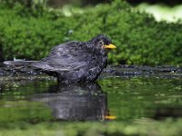 Turdus merula 85, Merel, Saxifraga-Luuk Vermeer