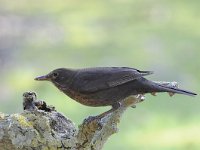 Turdus merula 86, Merel, Saxifraga-Luuk Vermeer