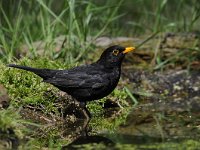 Turdus merula 92, Merel, Saxifraga-Luuk Vermeer