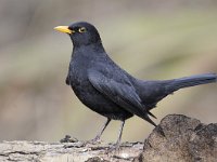 Turdus merula 93, Merel, Saxifraga-Luuk Vermeer