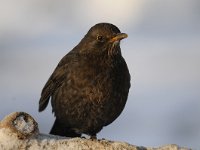 Turdus merula 97, Merel, Saxifraga-Luuk Vermeer