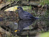 Turdus merula 98, Merel, Saxifraga-Luuk Vermeer