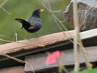 Turdus merula ssp cabrerae 110, Merel, Saxifraga-Tom Heijnen